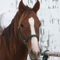 LarriJo (@larrijo) 's Twitter Profile