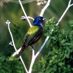 AmesRol's profile picture. 