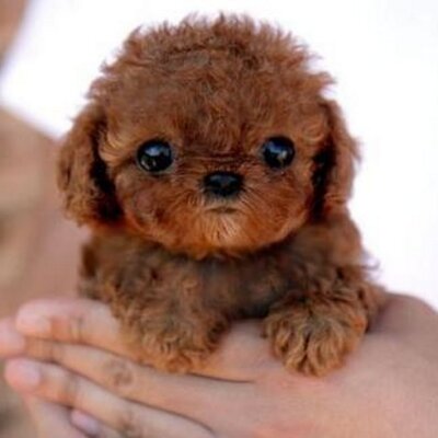 かわいい 動物の赤ちゃん画像 Baby Animals Twitter