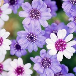 HanaPangya's profile picture. パンヤクラブ・あんみつ姫♪　に在籍中！！