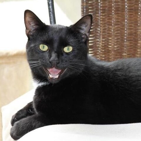 I'm a cat. I have my own twitter account. My name is Banjo. Mainly I eat and I sleep. I sometimes bring home live rats & let them free in the flat #cat #kitty