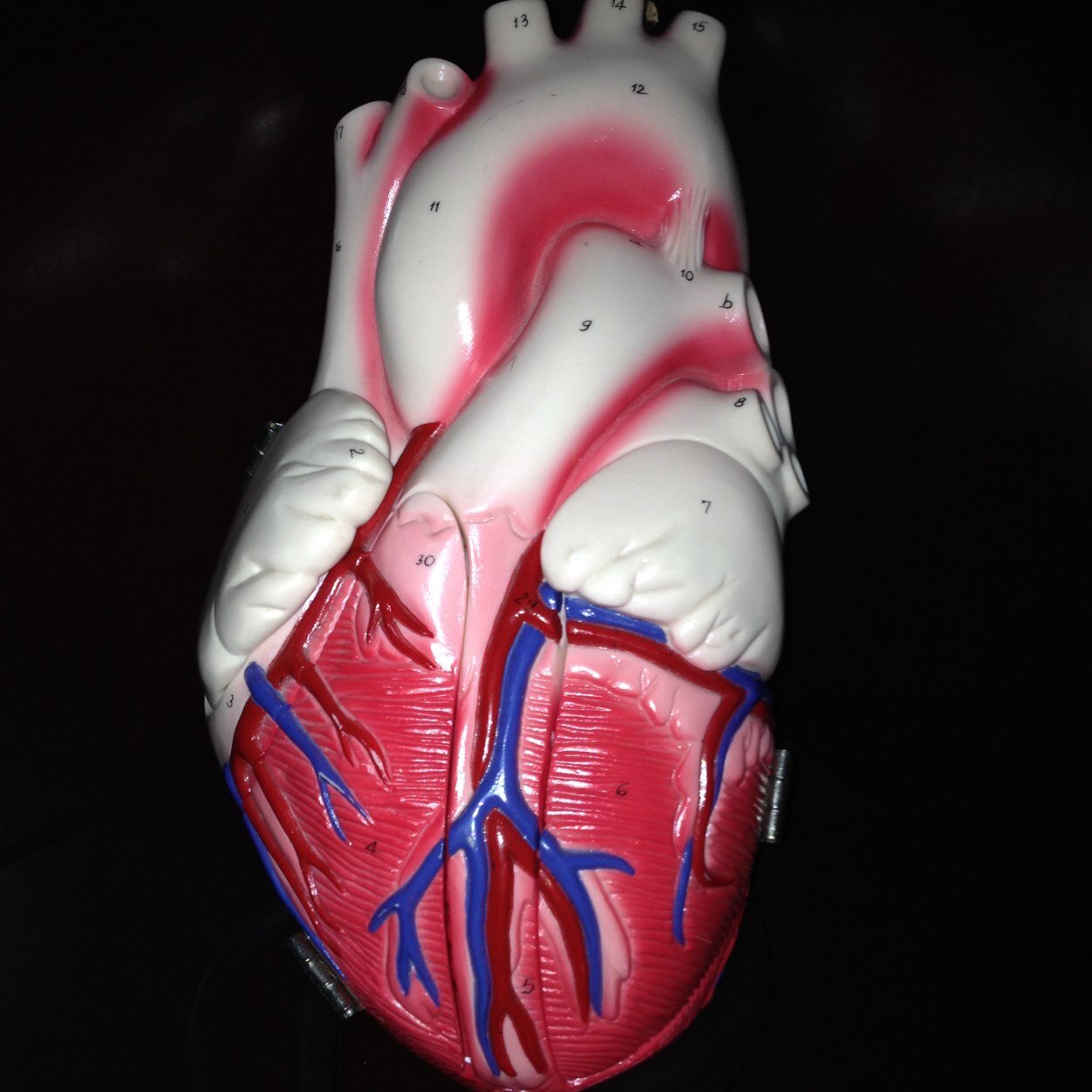 DocRocko's profile picture. Cardiologist • THE Ohio State • Fairfield Stag • St Ignatius Wildcats • AMDG • “ite, inflammate omnia”