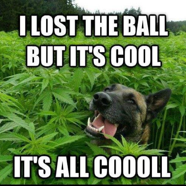 Join us as we LEGALIZE weed & hemp  in CA in 2014!
