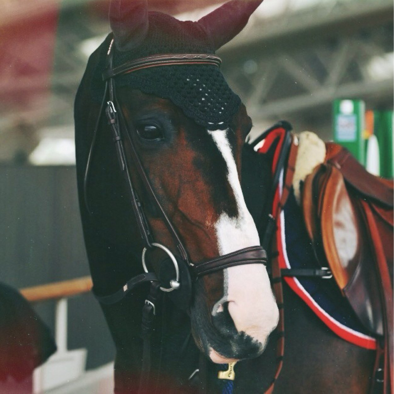A coldblood-ed girl with warmblood-ed horses.