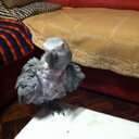 Horst Schmidt - @horst101 - Twitter