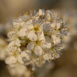 AnnieBSkytt's profile picture. 