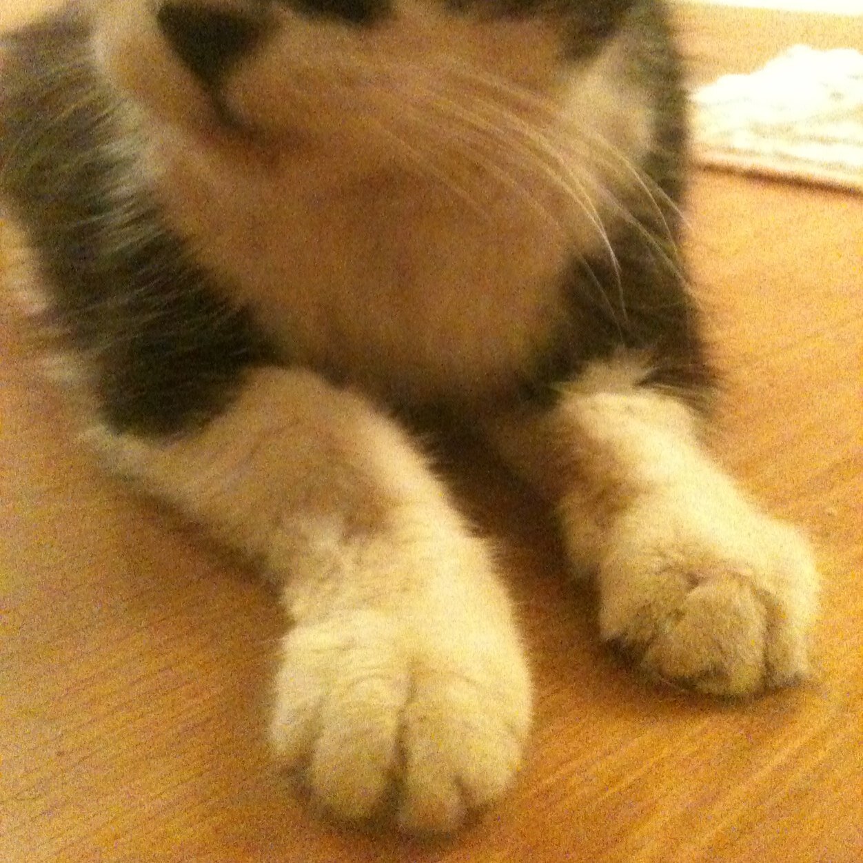 NathanArbil's profile picture. IT trainer, process designer, tech enthusiast.
Lover of music, animals, art, and good food.