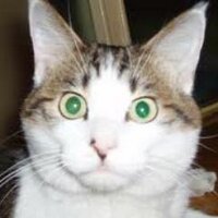 John Bellows (@johnbellowz) 's Twitter Profile