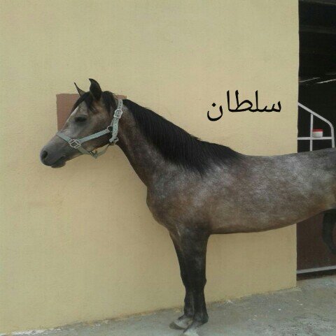 انا في وجه الله ماحد يهكر حسابي