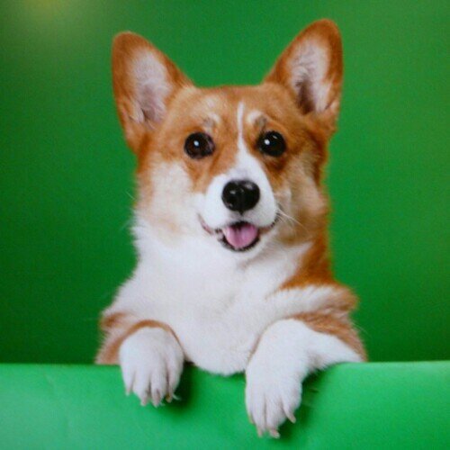 corgi_lemon Profile Picture