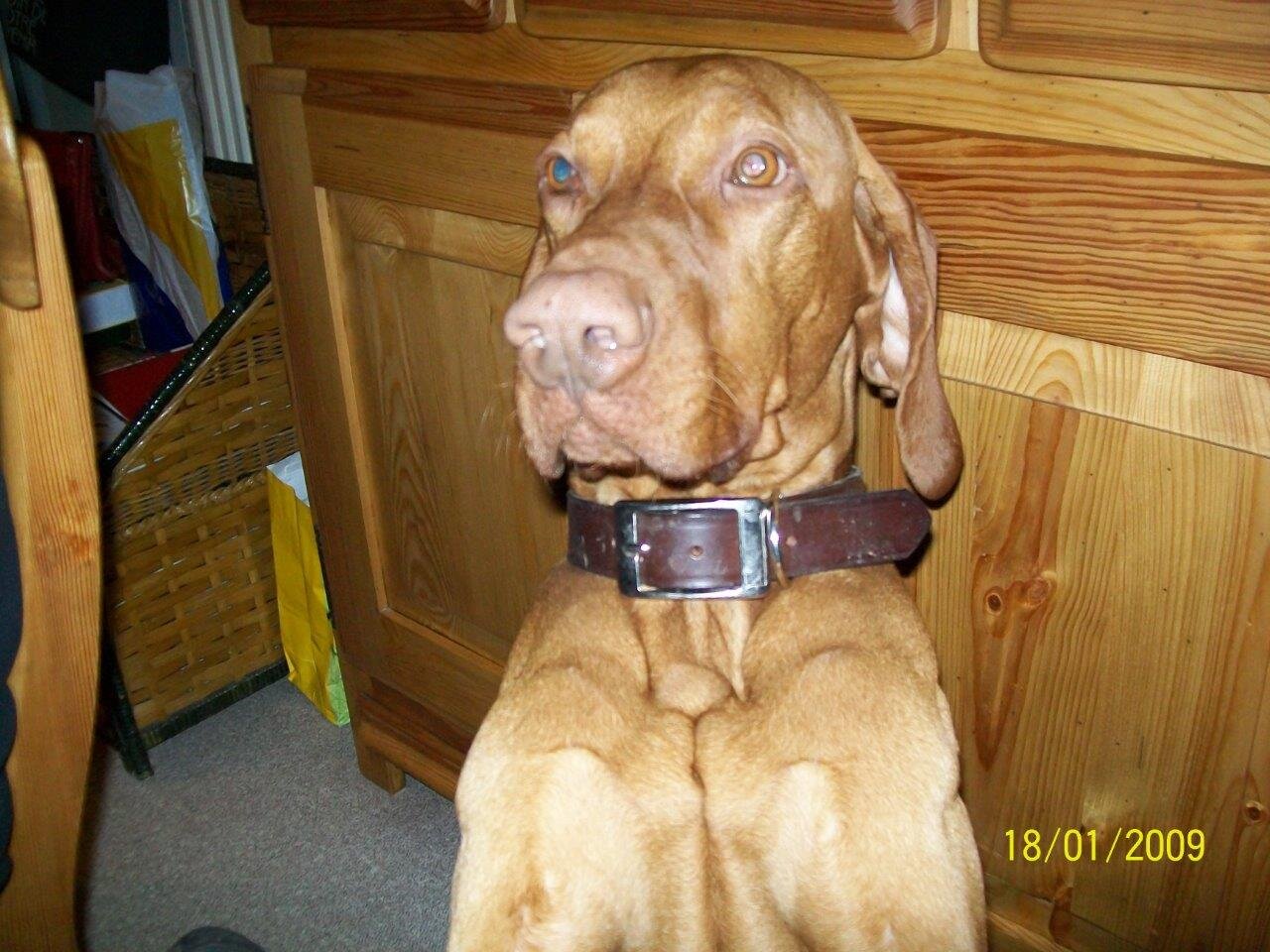 MiV731's profile picture. Les Vizsla : une passion