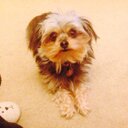 Minnie West - @minmoo_west - Twitter