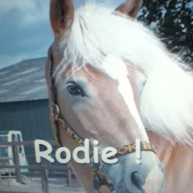 Ik hou van de pony Rodie