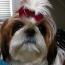 susan brubaker - @susanbrubaker - Twitter