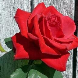 SarahPr89926198's profile picture. ''Dê tempo ao tempo. Tudo chega no momento certo.*-----*