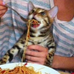 meow spaghetti