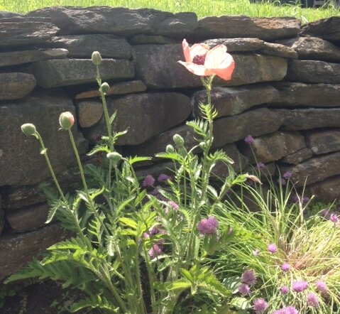 clockroot's profile picture. Teacher, writer, editor, mother