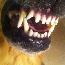 dudeinthemiddle Profile Picture