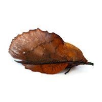 British Moths (@britishmoths) 's Twitter Profile