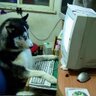Tarkan291's profile picture. Detroit Lion Longtime   Leaf,Tiger, Raptors Fan Canadian 

Its Been 2 weeks to be able to follow sent many emails still the same they answer but nothing works