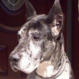 I love animals have 3 Great Danes. I work as a financial adviser. I started selling pet products on eBay to work at something I enjoy & xtra $ 4 pet charity's.