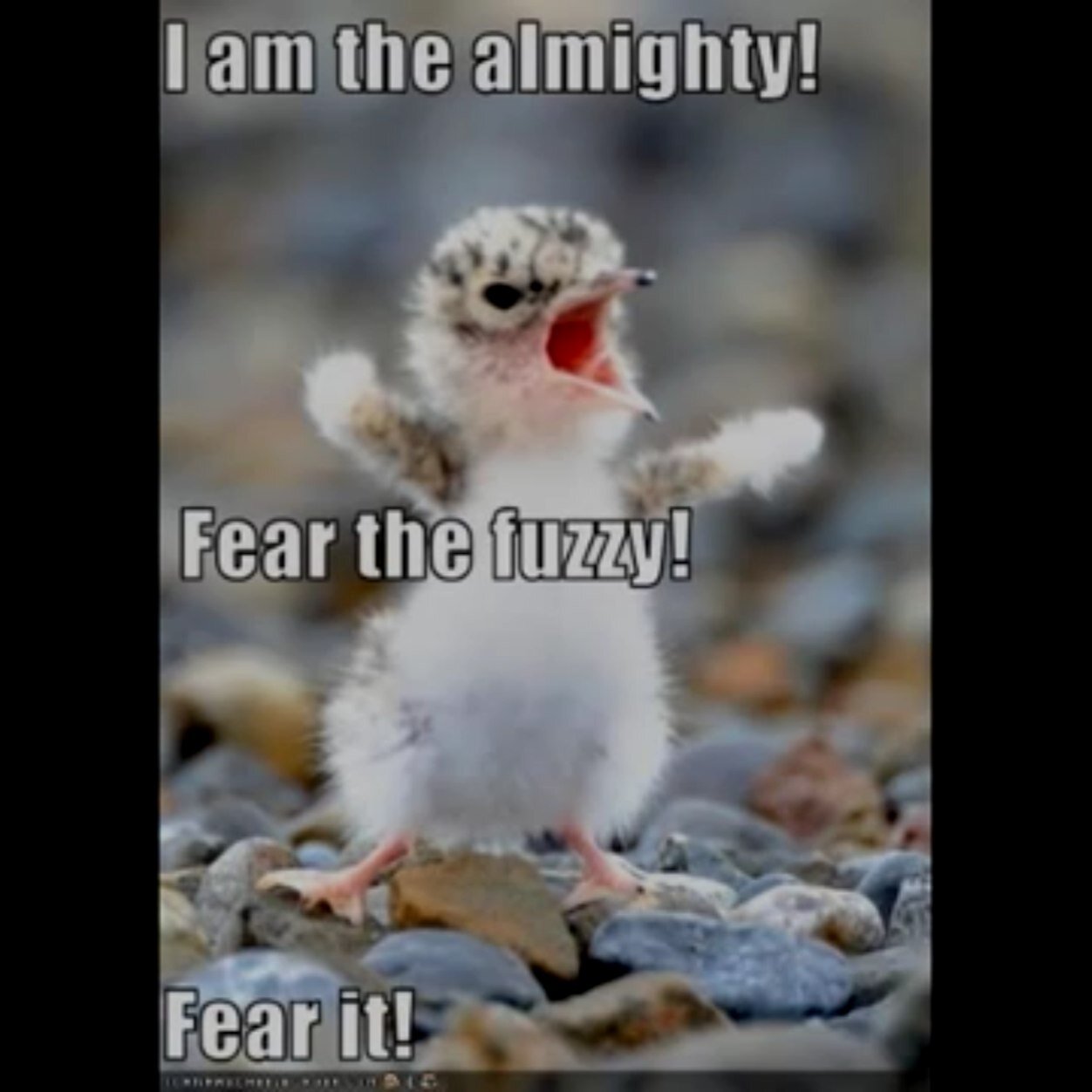 IM A FREKIN BOSS