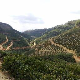 Volcafe Specialty Coffee - Green Coffee Importers   jcoyne@volcafespecialty.com