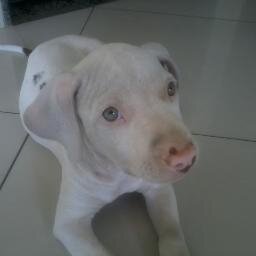 vagneraugusto17's profile picture. 