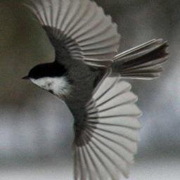 CitySentinel's profile picture. {~*~} i declare world peace & unconditional love {~*~}