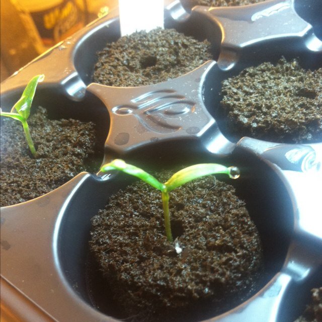 Aquaponic gardener, free kitchen pioneer. The goal is to feed our selves and help others do the same. #followforfood #growwhatyoueat