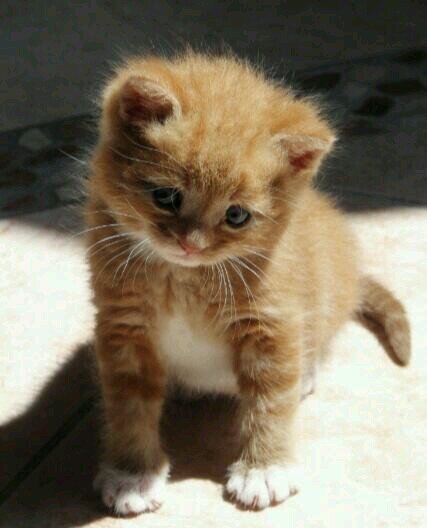 JumpersKitten's profile picture. Meow meow meow meow. Meow, meow meow. Please adopt me! I'll be good![Writer: @JumpersWatson]