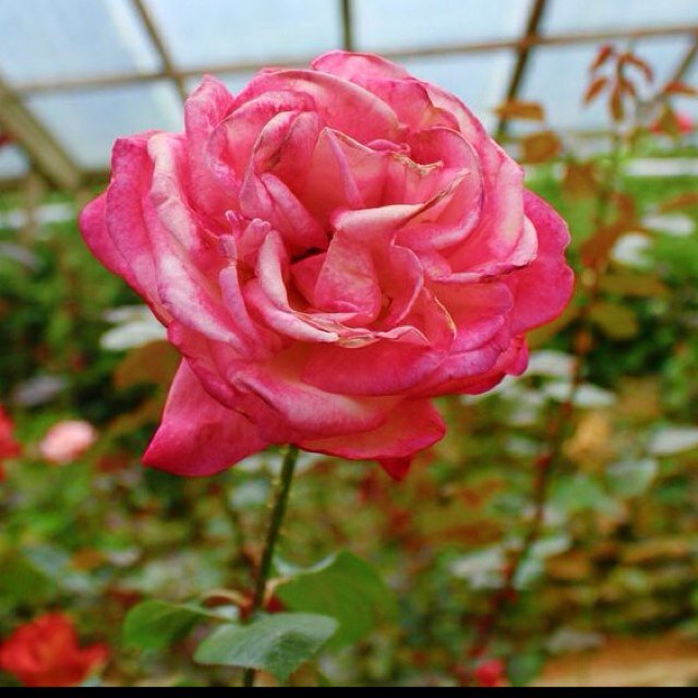 اللهم سخرلي من حظوظ الدنيا ماهو خيرٍ لي ، اللهم أسعدني سعادة لا اشقى بعدها أبداً .🕊💛