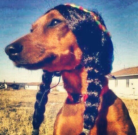 NativeComedy's profile picture. I didn't choose rez life. Rez life chose me.