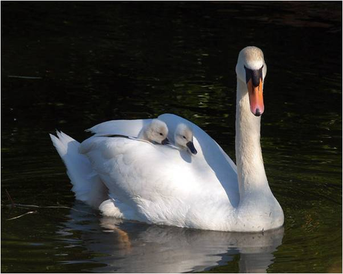 evambogo's profile picture. 