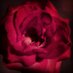 Eman Alsulmi ايمان صالح السلمي (@dr_eman_saleh) Twitter profile photo