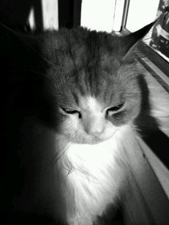 Silky Chinchilla X living out my twilight years in the lap of luxury with my adopted gingersnap brother Cookie. Meow.