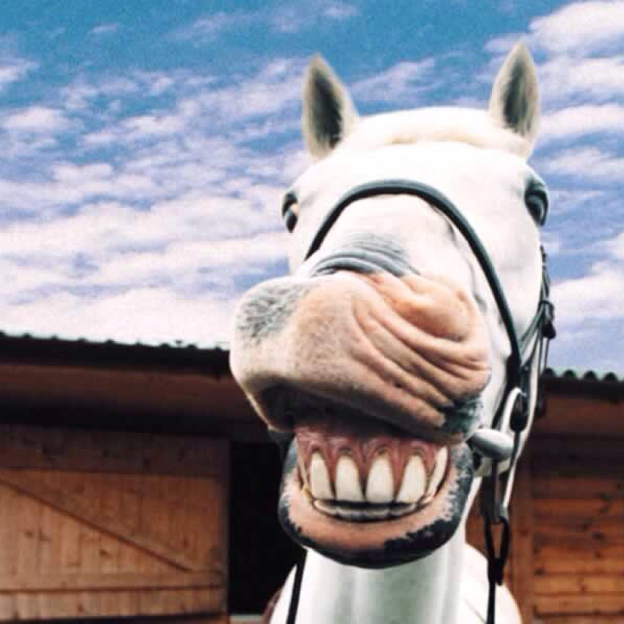 LSWWhatAreYou's profile picture. DM pictures of you're friends and an animal you want me to post.