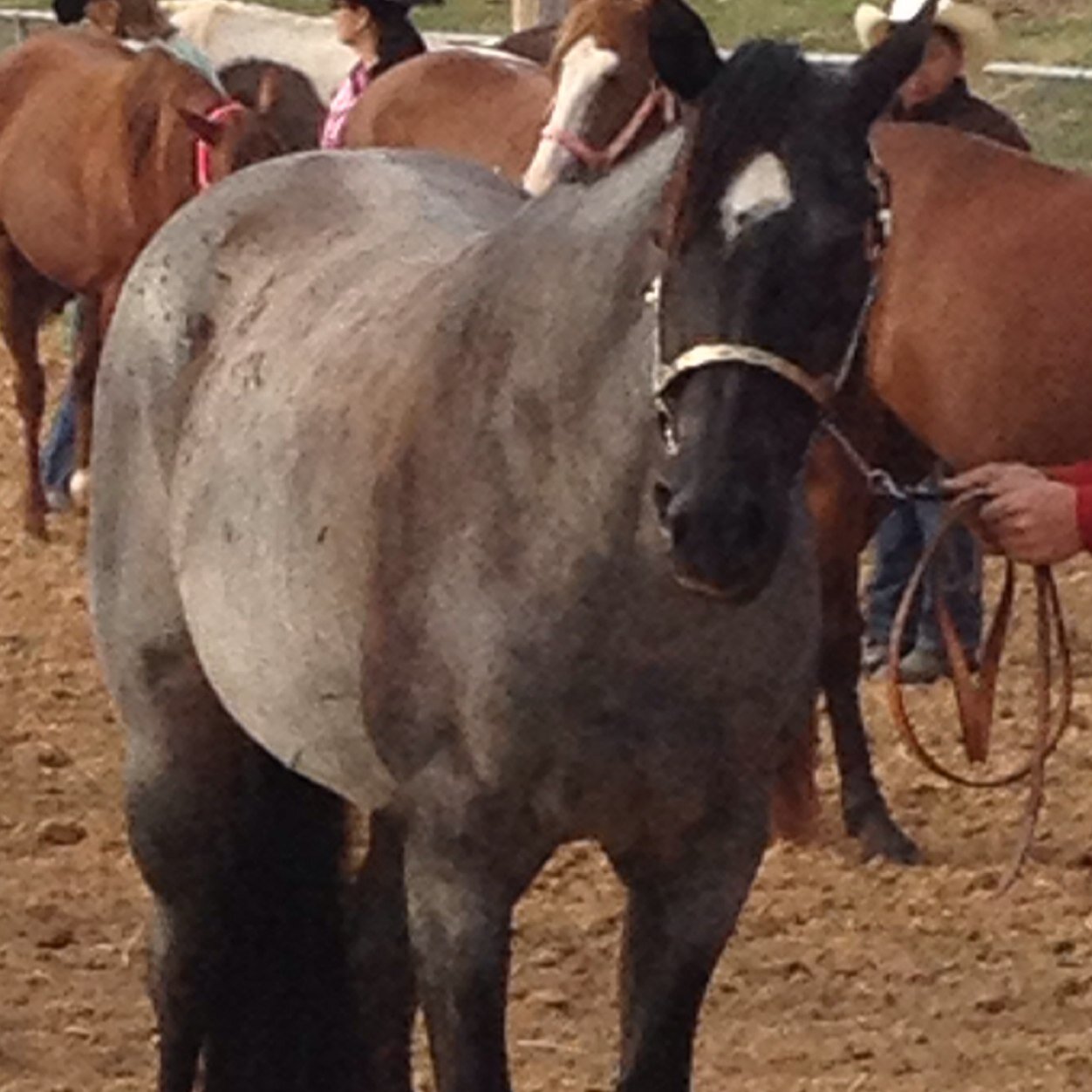 I'm your typical mare, but better. Sometimes I like boys other times I hate them. Jogging for dayz. #AQHAProud #TeamSassy Im @Ranch_Guy_ s horse