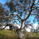 Singlis3's profile picture. Interested in global Conservation, the rights of Women, children, and animals around the world, healthy planet, healthy future