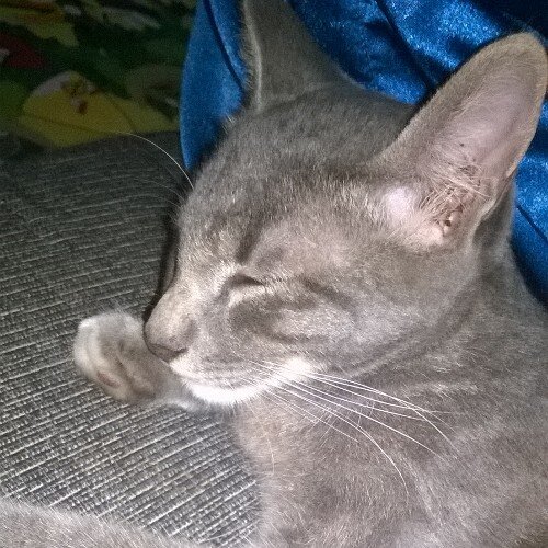 asrol_wahab's profile picture. 