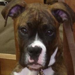 Best Bites Bakery, Self-Dog Wash, & Natural Pet Food Store since 2009