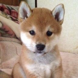 kawaii_doubu's profile picture. 