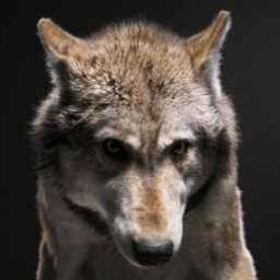 hansysusami's profile picture. 