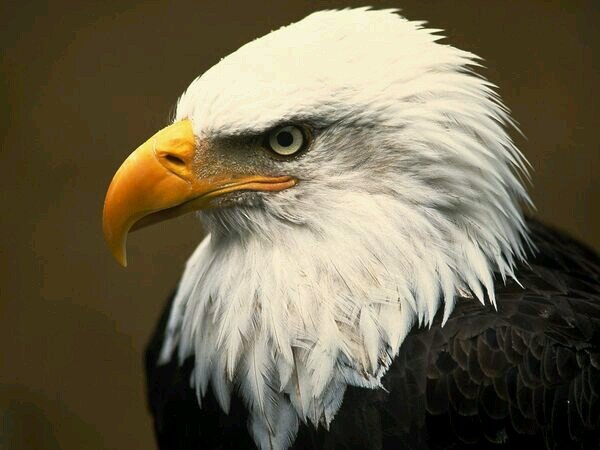 aldred_robert's profile picture. Retired Outdoorsman Constitutionalist Patriot Grandpa