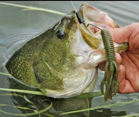 PC_Bassmasters's profile picture. Bass fishing organization with a main goal of expressing the importance of bass fishing as a serious and professional sport.