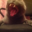 Zak, Roy, Rot - @helga_oh_ok - Twitter