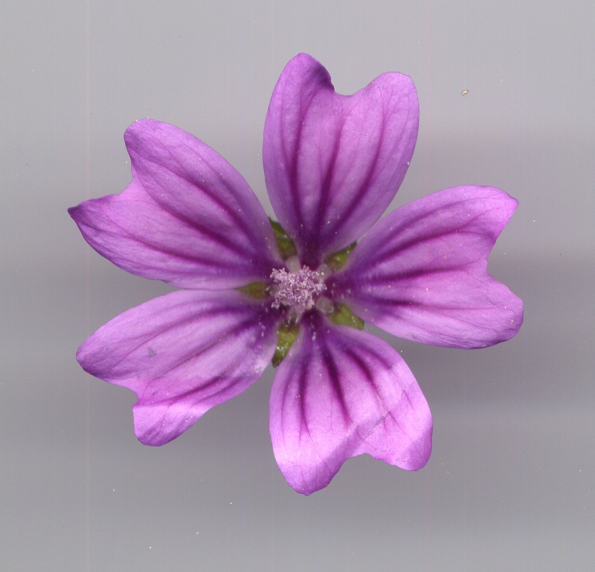 bertoboul's profile picture. 