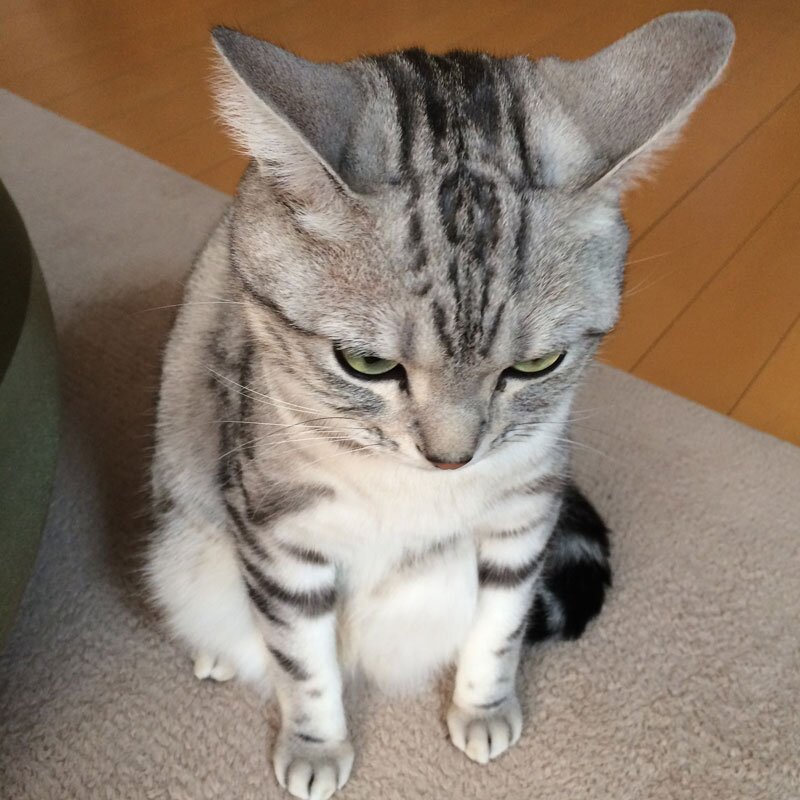みふゆ(三冬)さんのプロフィール画像