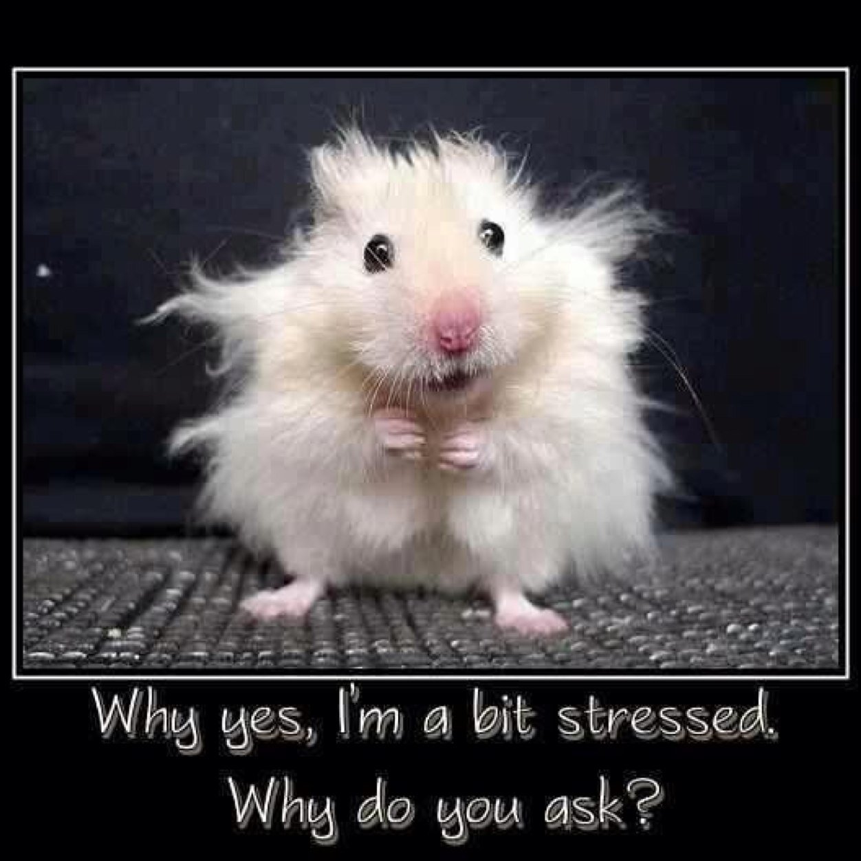 Chapman2002's profile picture. 