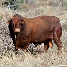 Bonsmara Cattle Stud...breeding is art, science and philosophy.
 
 An unique choice for superiour genetics, a superiour choice for unique genetics!